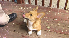 Animals Dogs corgi