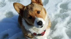 Animals Dogs corgi