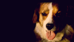 Animals Dogs corgi canine