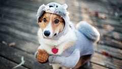 Animals Dogs costume funny