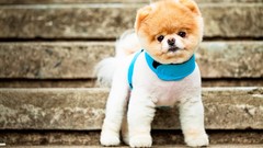 Animals Dogs costume pets