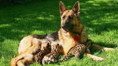 Animals Dogs cubs German feeding