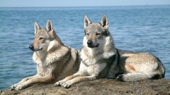 Animals Dogs Czechoslovakian wolfdogs