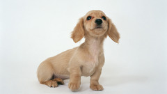 Animals Dogs dachshund