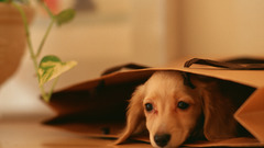 Animals Dogs dachshund