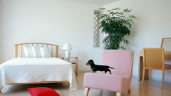 Animals Dogs dachshund