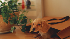 Animals Dogs dachshund