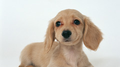 Animals Dogs dachshund