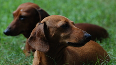 Animals Dogs dachshund
