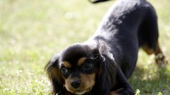 Animals Dogs dachshund