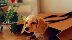 Animals Dogs dachshund