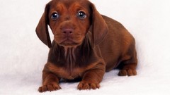 Animals Dogs dachshund