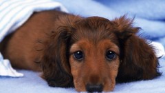 Animals Dogs dachshund