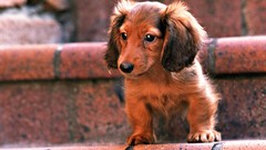Animals Dogs dachshund