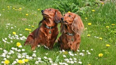 Animals Dogs dachshund pets Grassland