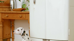 Animals Dogs Dalmatians