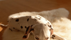 Animals Dogs Dalmatians