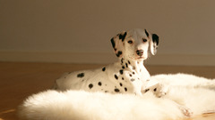 Animals Dogs Dalmatians