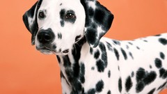 Animals Dogs Dalmatians
