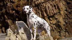 Animals Dogs Dalmatians