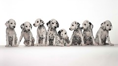 Animals Dogs Dalmatians
