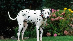 Animals Dogs Dalmatians