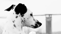 Animals Dogs Dalmatians