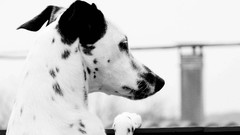 Animals Dogs Dalmatians