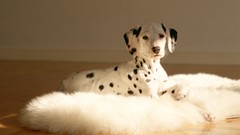 Animals Dogs Dalmatians
