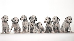 Animals Dogs Dalmatians