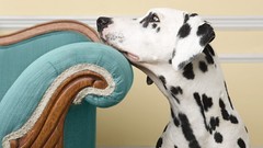 Animals Dogs Dalmatians