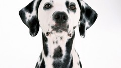 Animals Dogs Dalmatians