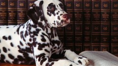 Animals Dogs Dalmatians