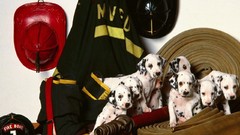 Animals Dogs Dalmatians