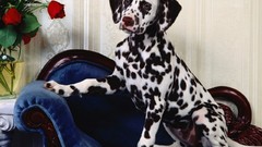 Animals Dogs Dalmatians