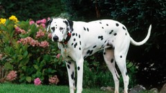 Animals Dogs Dalmatians