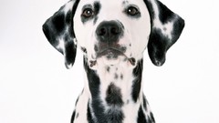 Animals Dogs Dalmatians