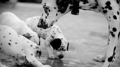 Animals Dogs Dalmatians