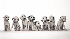 Animals Dogs Dalmatians architecture