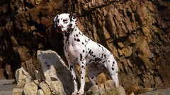 Animals Dogs Dalmatians Beaches