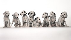 Animals Dogs Dalmatians pets