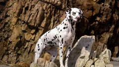 Animals Dogs Dalmatians rocks