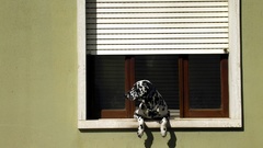 Animals Dogs Dalmatians window