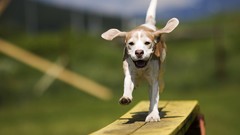 Animals Dogs depth of