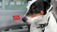 Animals Dogs depth of