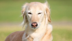 Animals Dogs depth of