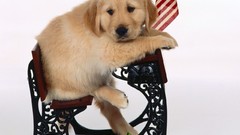 Animals Dogs desks golden retriever
