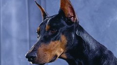 Animals Dogs doberman