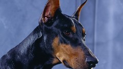 Animals Dogs doberman