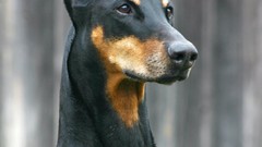 Animals Dogs Doberman Pinscher